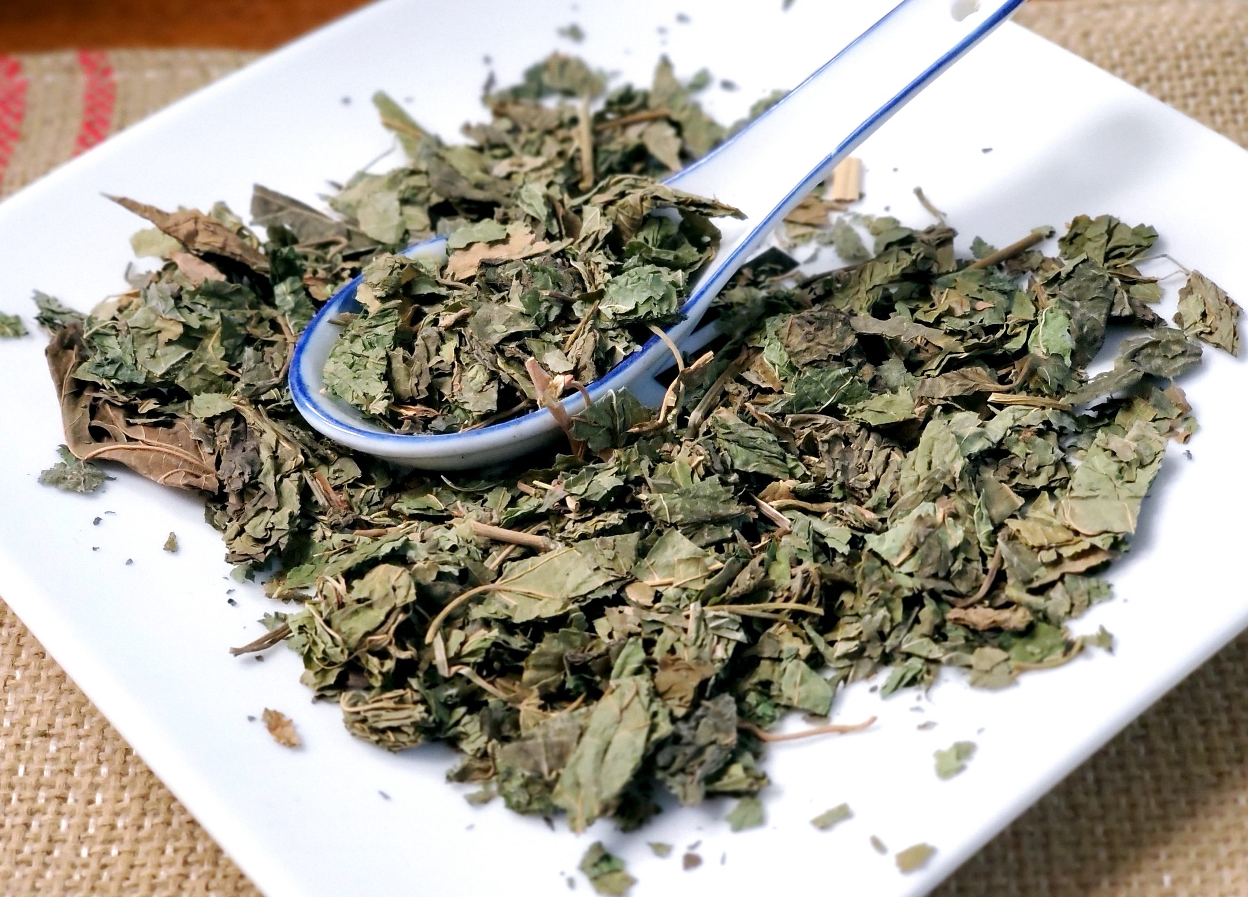 霜桑叶 Shuang Sang Ye / Morus Alba L