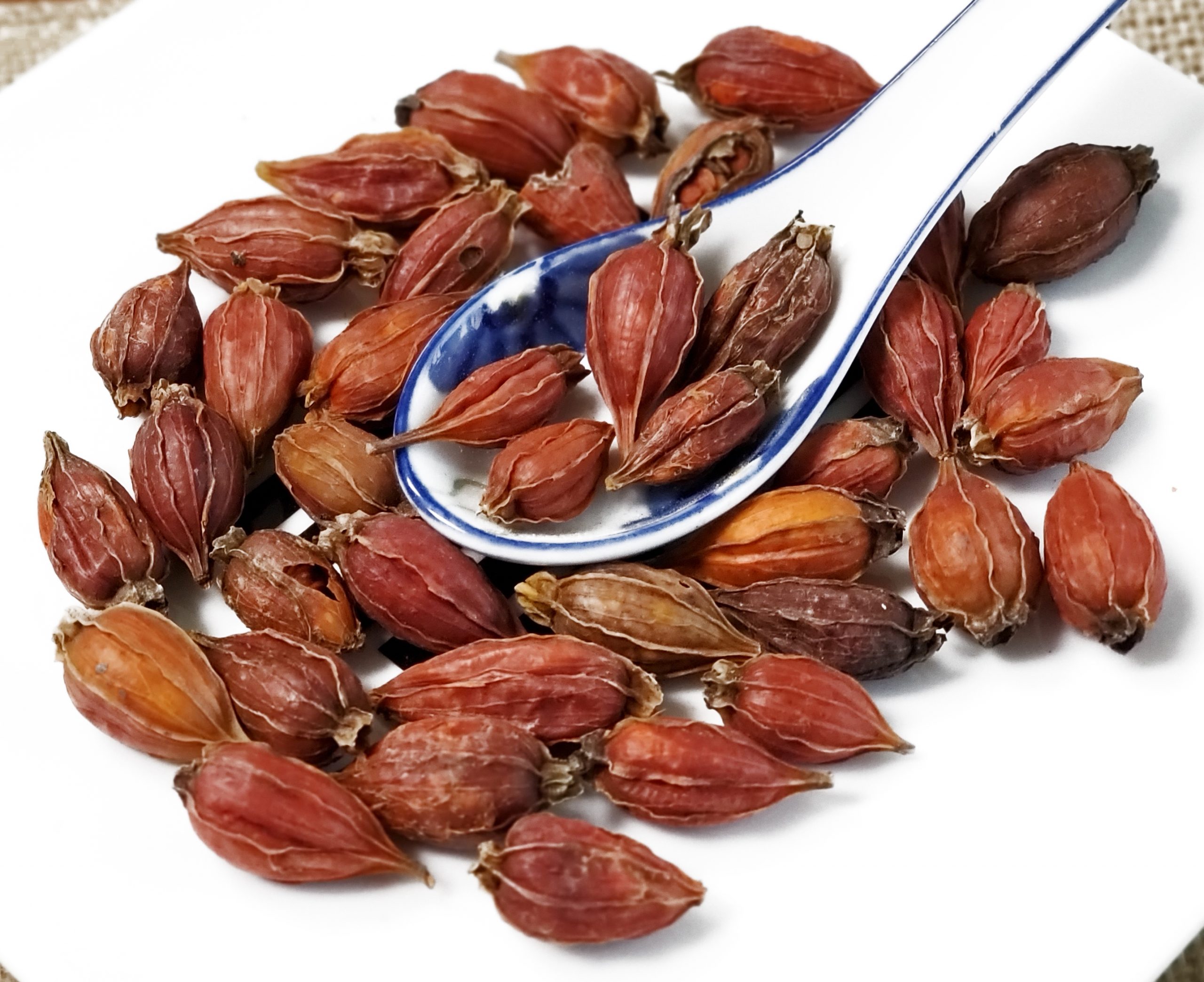 山栀子 栀子 Shan Zhi Zi / Gardeniae Fructus / Gardenia Fruit / Cape Jasmine Fruit - Image 2