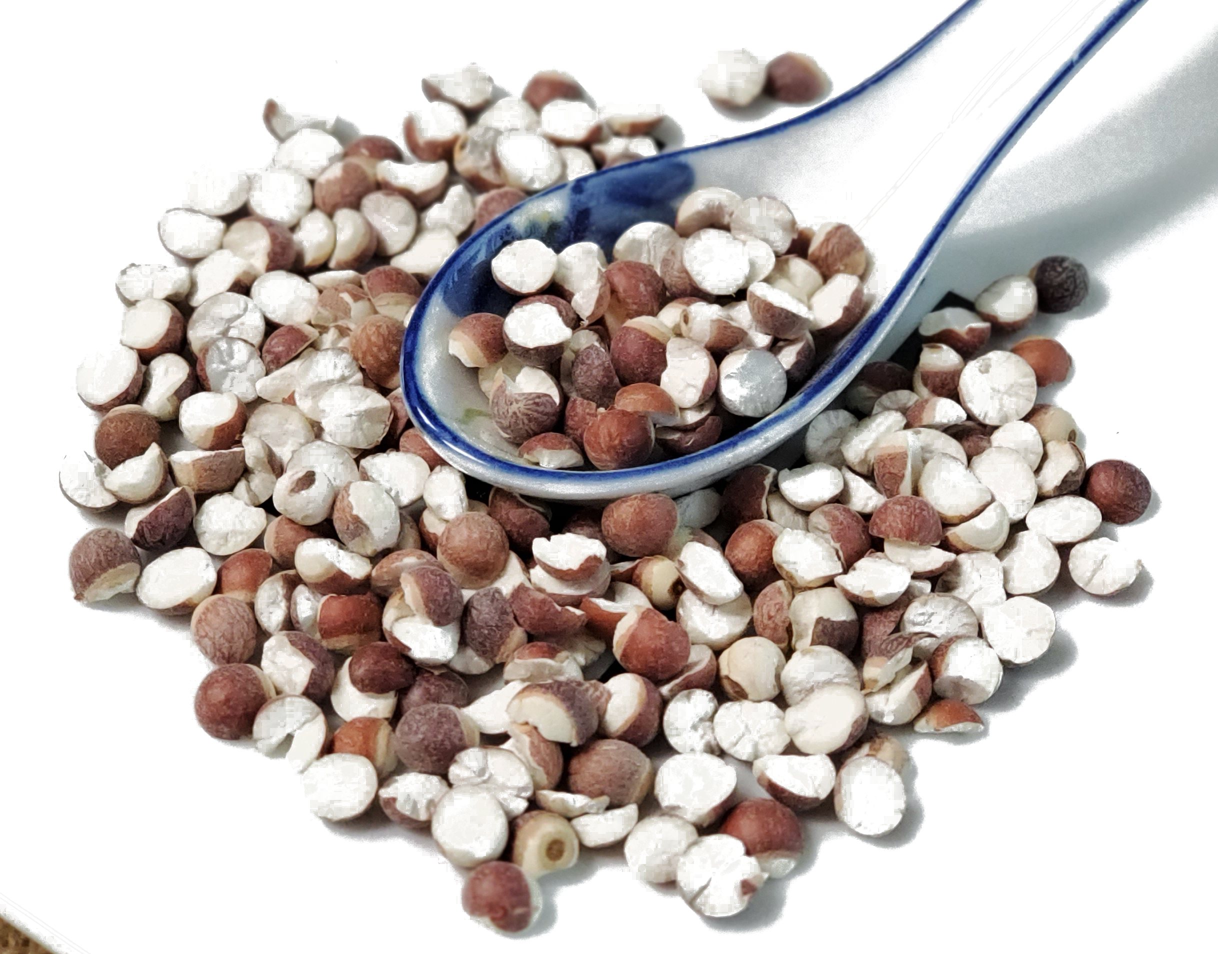 芡实 Qian Shi / Euryales Semen / Seed of Gordon Euryale - Image 2