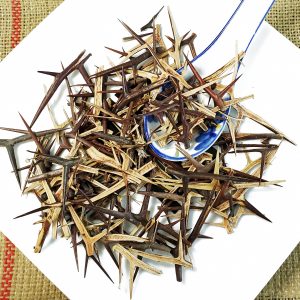 皂角刺 Zao Jiao Ci / Chinese Honeylocust / Spina Gleditsiae