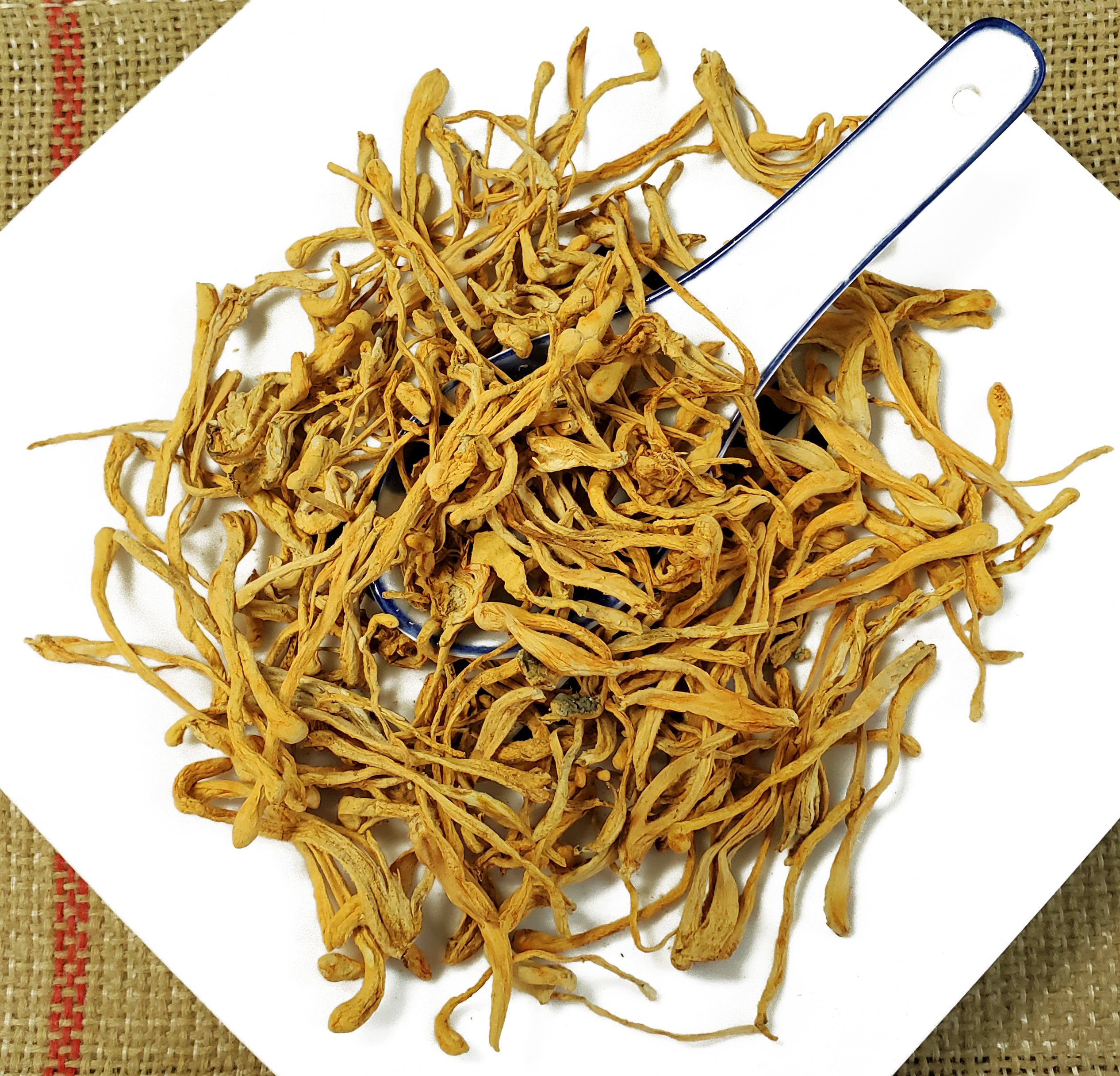 虫草花 金虫草 Jin Chong Cao / Cordyceps / Cordyceps Fungus / Creeping Jenny / North Cordyceps Sinensis