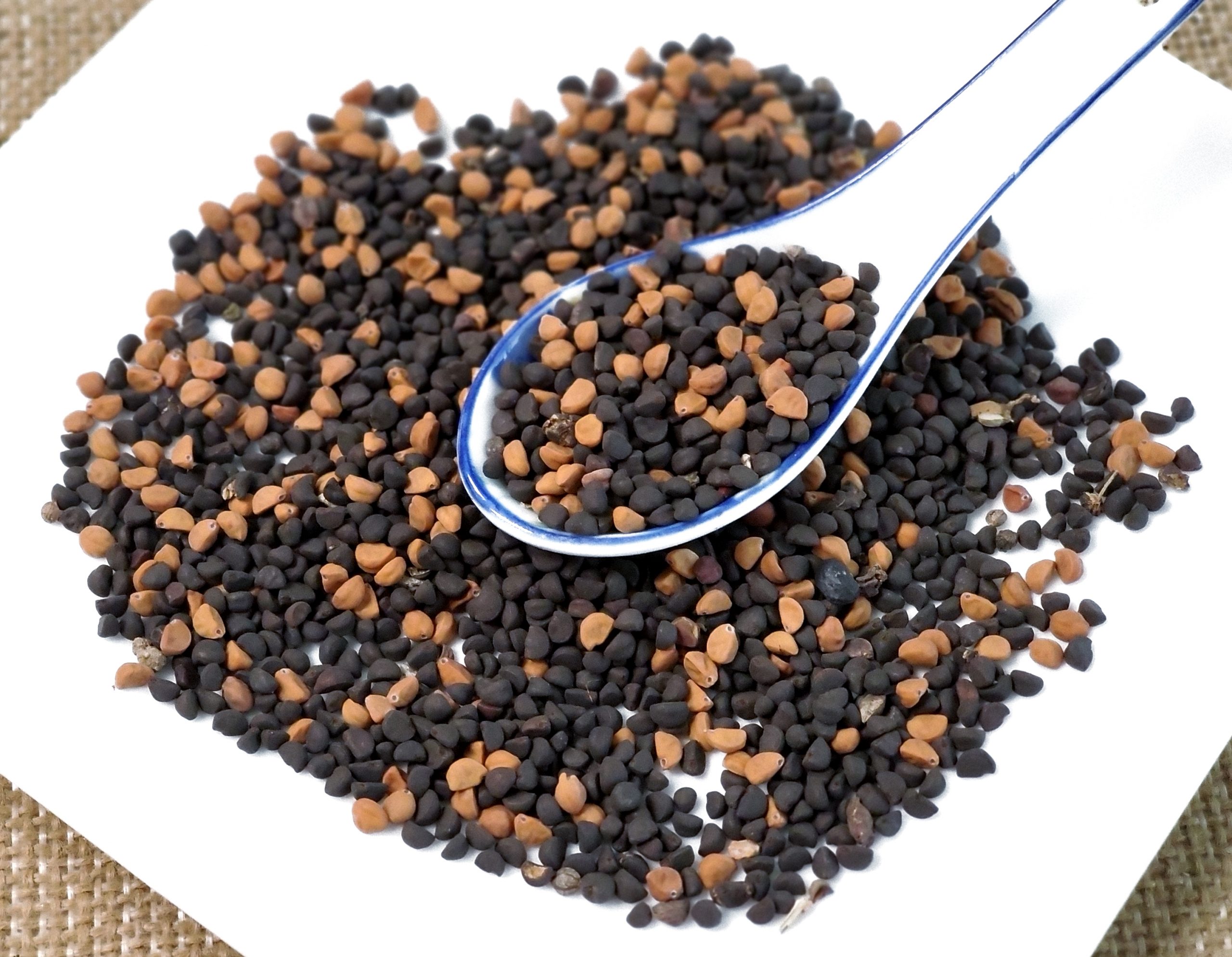 黑白丑 / 二丑 / 牵牛子 / Er Chou / Hei Bai Chou/Qianniu Zi/Pharbitis nil (Linn.) Choisy - Image 2