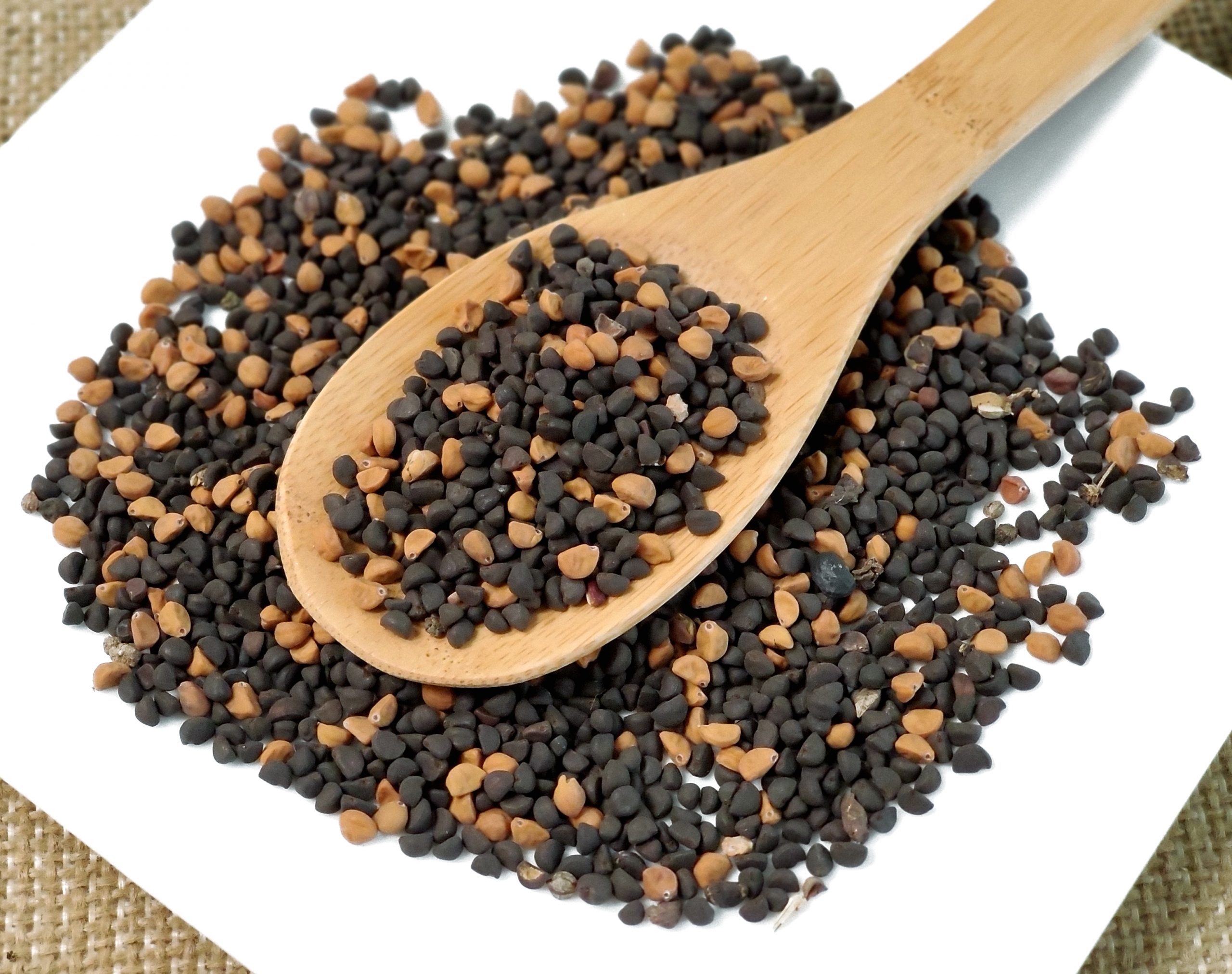 黑白丑 / 二丑 / 牵牛子 / Er Chou / Hei Bai Chou/Qianniu Zi/Pharbitis nil (Linn.) Choisy