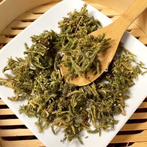 伸筋草 / Shen Jin Cao / Herba Lycopodii /Ground Pine / Common Clubmoss