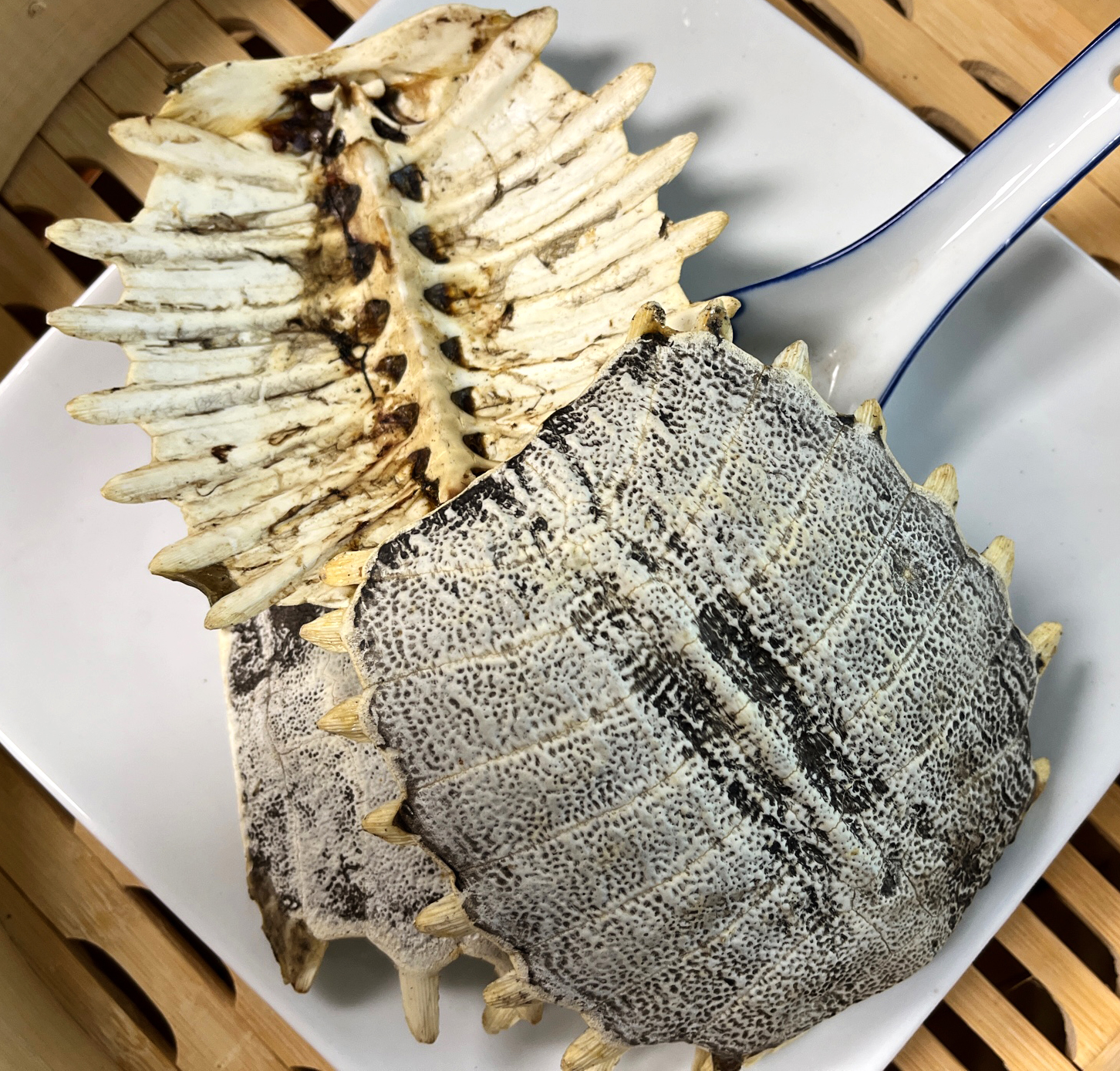 鳖甲 Bie Jia /  Carapax Trionycis shell