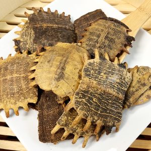 制鳖甲 ZhiBie Jia /  Prepared Carapax Trionycis shell