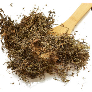 鹅不食草 E Bu Shi Cao / Centipedae Herba