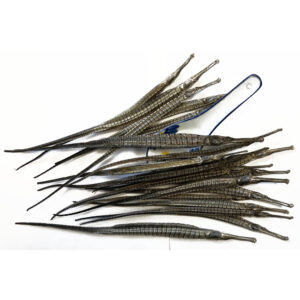 海龙 Hai Long / Syngnathus, Pipe Fish