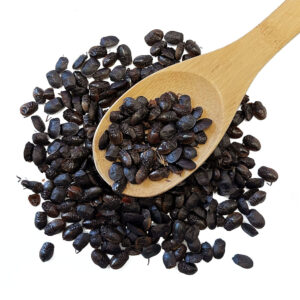 九香虫 Jiu Xiang Chong / Aspongopus, Stink-Bug