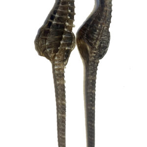 海马 HaiMa / Dried Sea Horse Seahorse 1 Pair (8-9g)