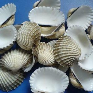 瓦楞子  Sheng Wa Leng Zi / Concha Arcae / Ark Shell / Cockle shell