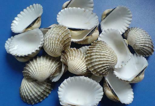 瓦楞子  Sheng Wa Leng Zi / Concha Arcae / Ark Shell / Cockle shell