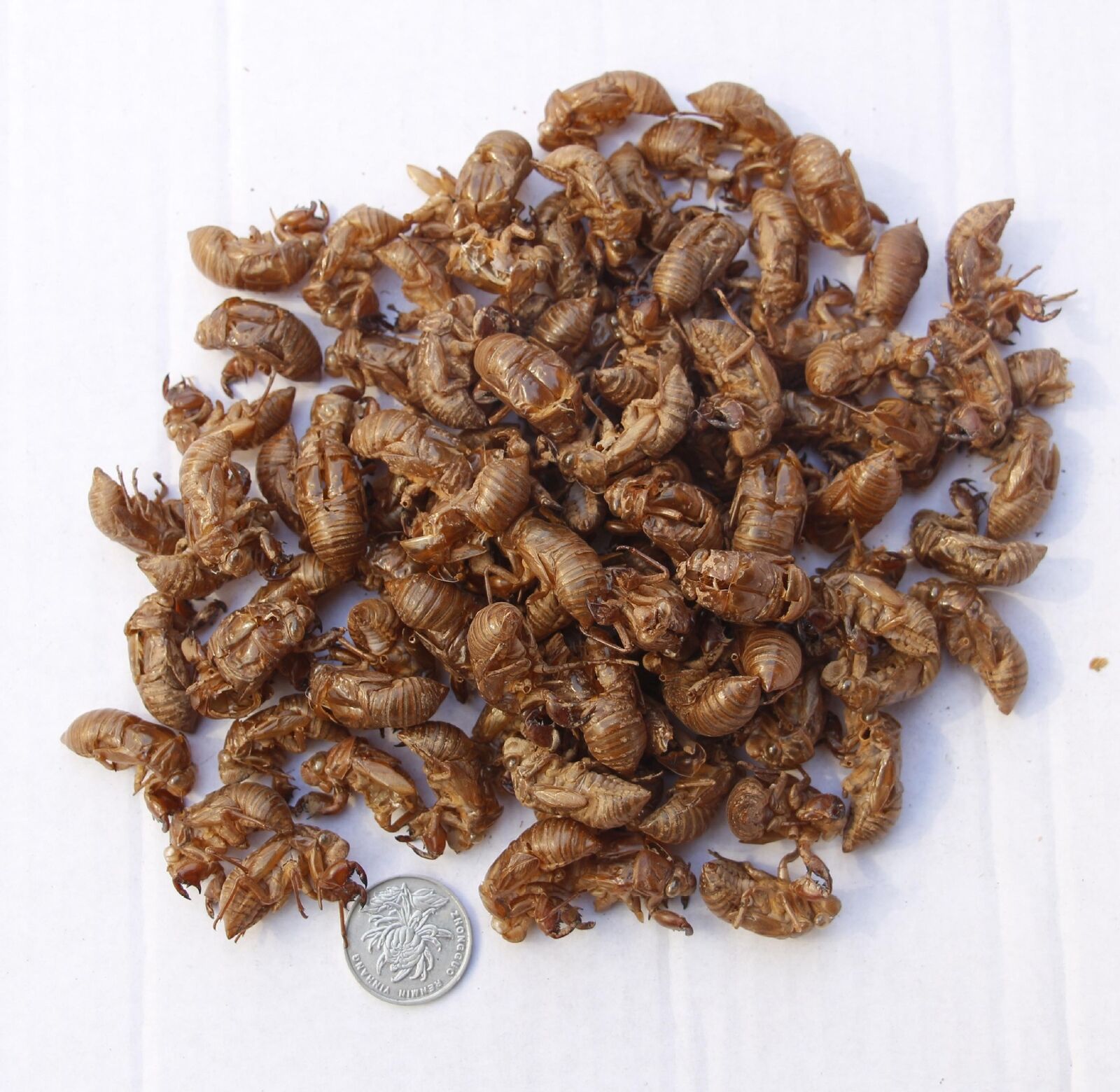 蝉衣 蝉蜕  CHAN TUI / CHAN YI / PERIOSTRACUM CICADAE - Image 2